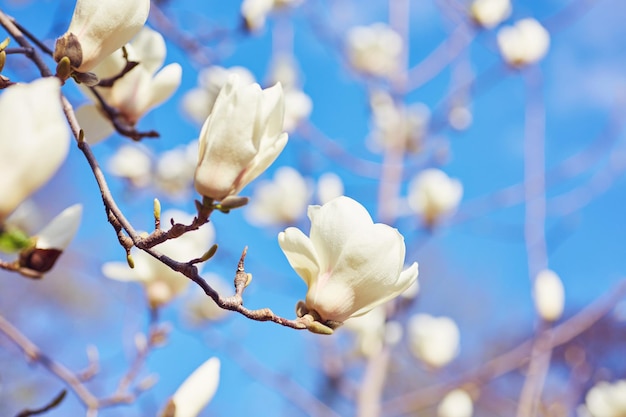 Biała Duża Magnolia