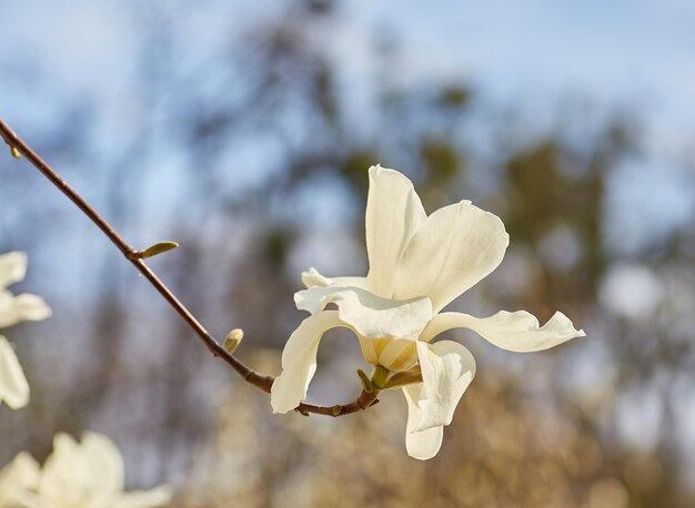 Biała duża magnolia