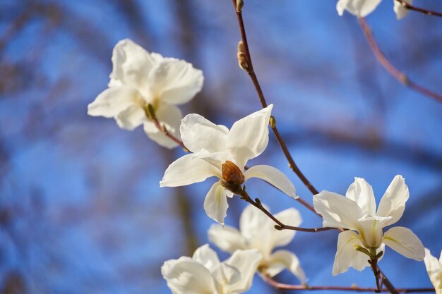 Biała duża magnolia