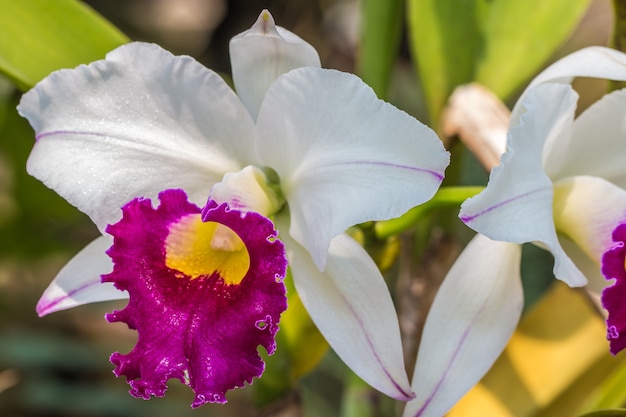 Biała i purpurowa orchidea Cattleya.