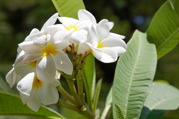 Biała i żółta plumeria na naturalnym tle