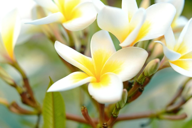 biała i żółta tapeta kwiatowa plumeria