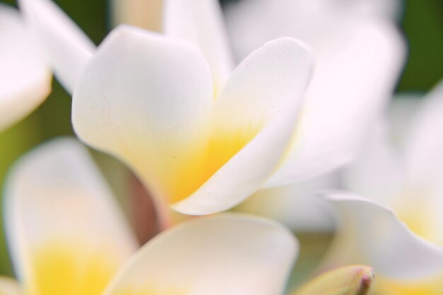 biała i żółta tapeta kwiatowa plumeria