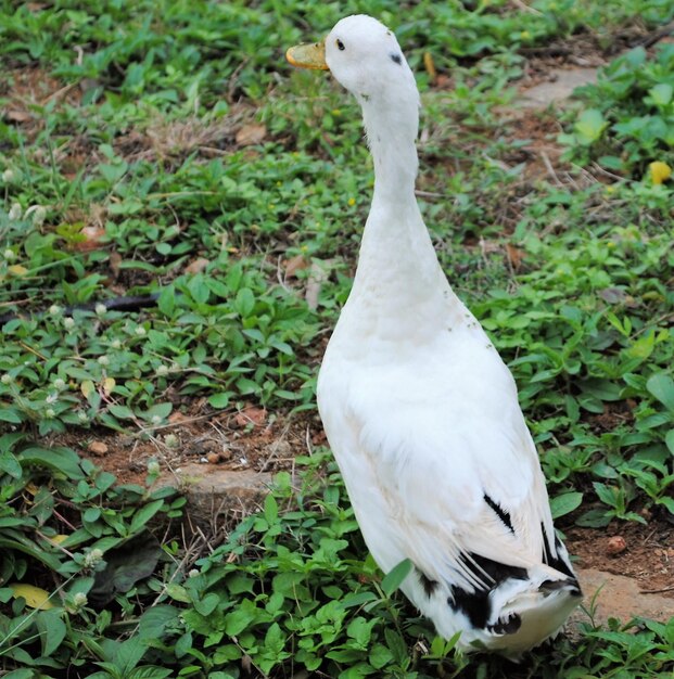 Zdjęcie biała kaczka na polu