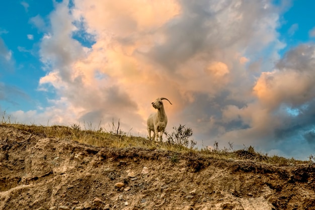 Biała koza górska w górach Ałtaju z oszałamiającym burzowym niebem