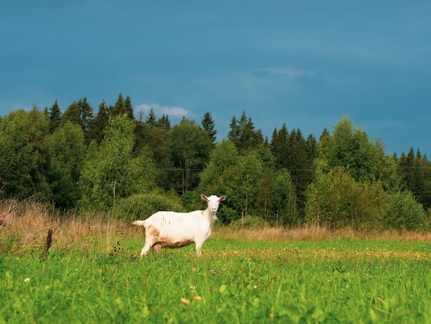 Biała koza stoi na polu i patrzy w kamerę