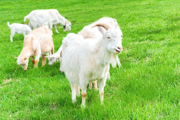 Biała koza z dzieckiem na zielonej trawie