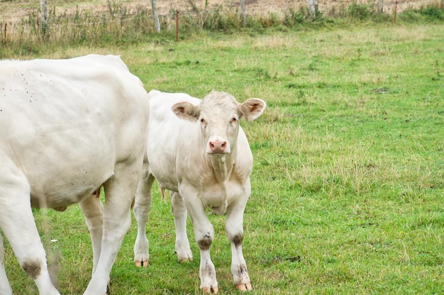 Biała krowa cielę na łące Zwierzę hodowlane do produkcji mięsa Silniejsze zwierzę kopytne