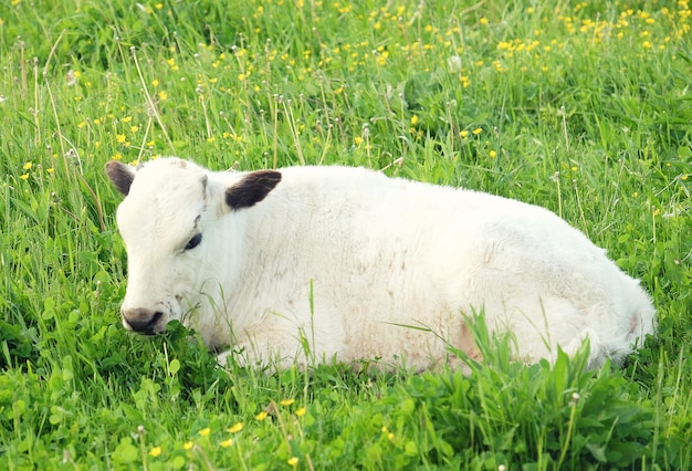 Biała krowa na zielonej trawie, lato