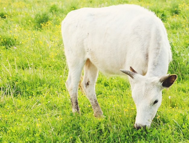 Biała krowa na zielonej trawie