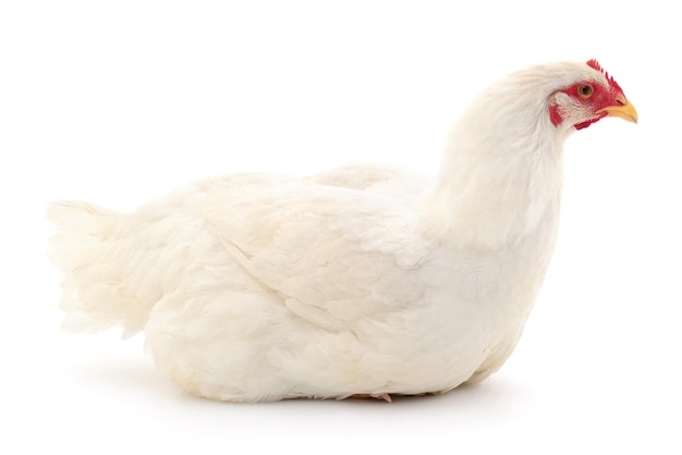 Biała kura na białym tle