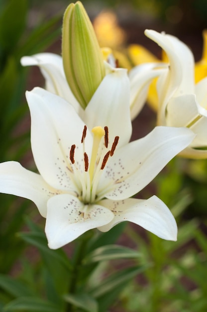Zdjęcie biała lilia ogrodowa na rozmytym tle