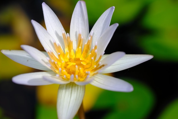 biała lilia wodna. Grzybienie białe. zbliżenie biały kwiat lotosu. rośliny wodne. tle przyrody.