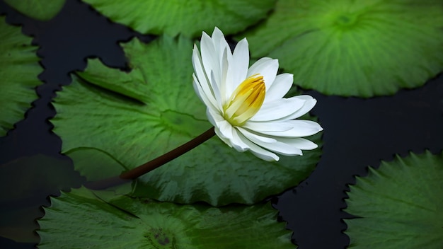 Biała lilia wodna na stawie