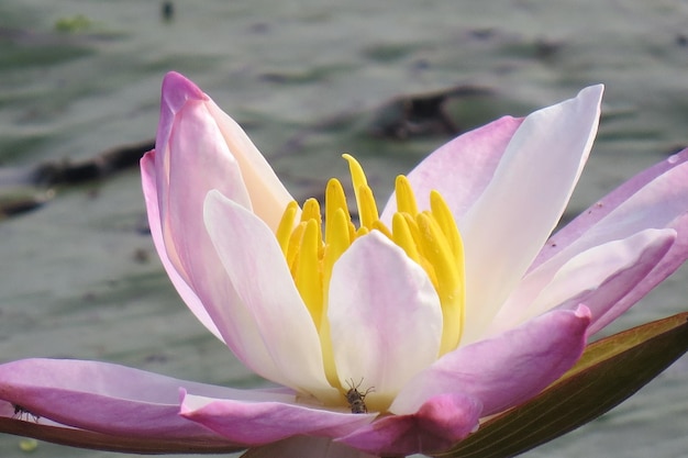 Zdjęcie biała lilia wodna