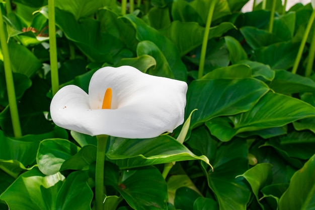 Biała lilia (Zantedeschia aethiopica)