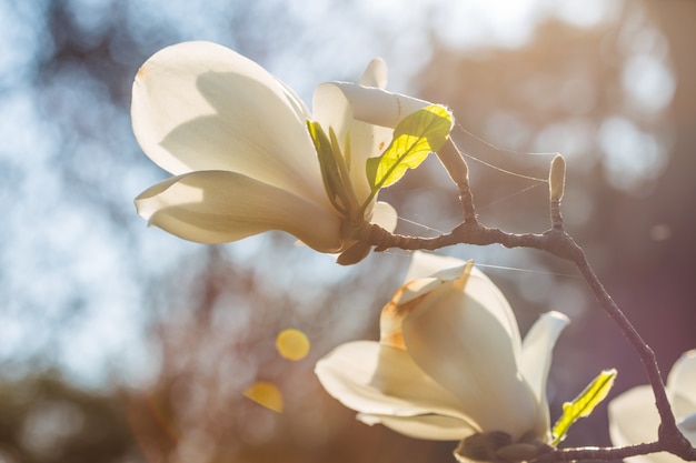 biała magnolia kobus roślina kwiat przeciw jasnemu niebieskiemu niebu podczas wiosny