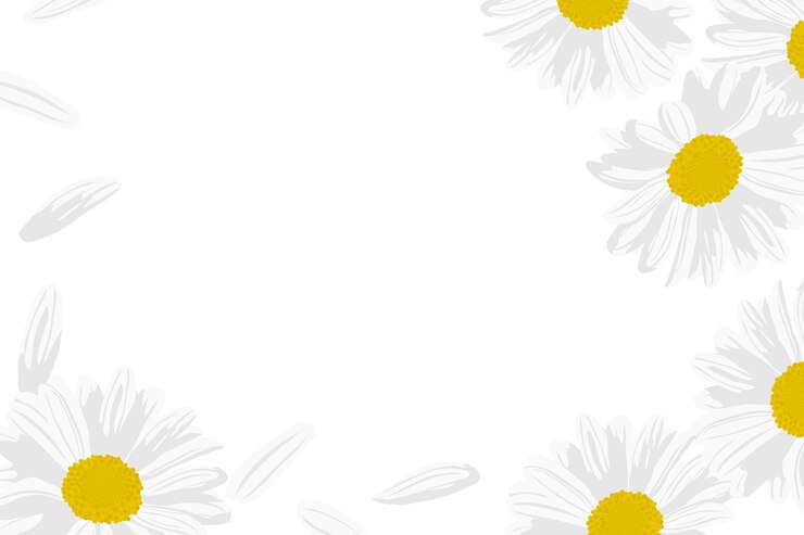 Zdjęcie biała margarita png ramka graniczna przejrzyste tło