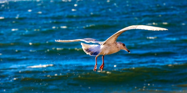 Biała mewa latająca na niebie nad morzem, na letnie wakacje nad morzem