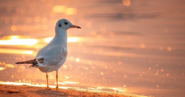 Biała mewa na plaży o zachodzie słońca.