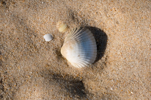 Biała Muszla Na Piasku Plaży