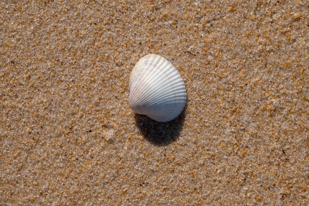 Biała muszla na piasku plaży