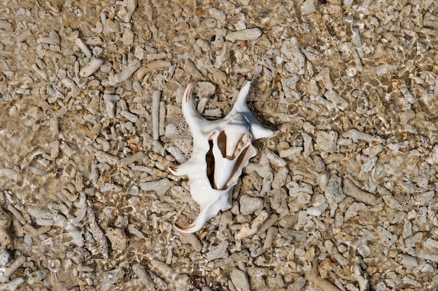 Biała Muszla Otoczona Martwymi Koralami Na Koralowej Plaży