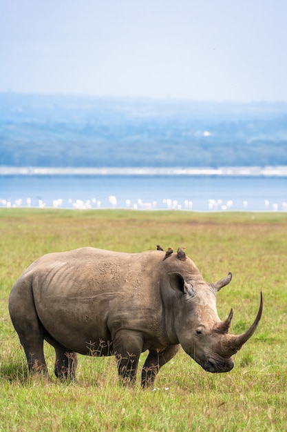 Biała Nosorożec Na Jeziorze Nakuru. Kenia. Afryka