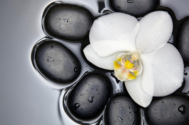 Biała orchidea i czarne kamienie zanurzone w wodzie