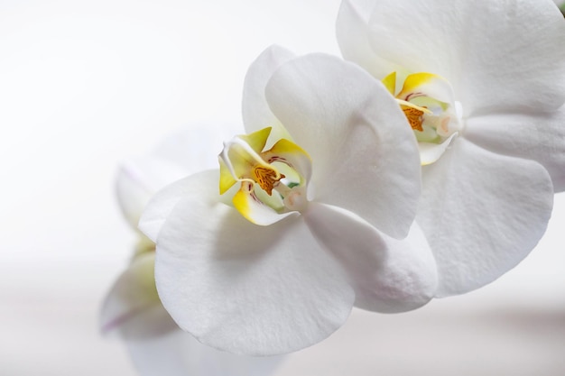 Biała orchidea Kwitnąca biała orchidea Phalaenopsis lub ćma na parapecie we wnętrzu