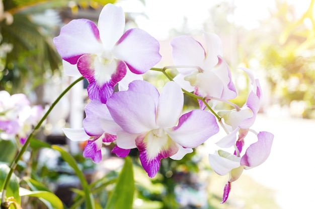 Biała orchidea na białym blackbackground