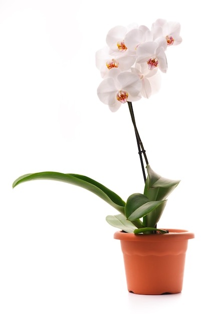 Biała orchidea Phalaenopsis w doniczce na białym tle na białym tle