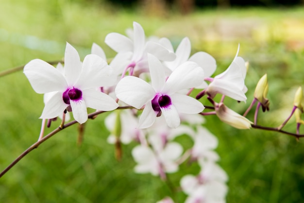 Biała orchidea Phalaenopsis