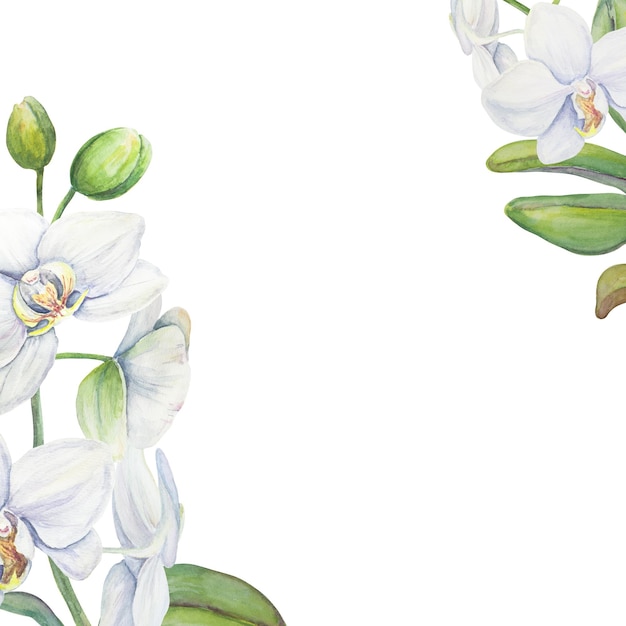Biała orchidea rama kwiatowa Delikatna realistyczna botaniczna akwarela ręcznie rysowana ilustracja Klipart na zaproszenia ślubne wystrój tekstylia prezenty opakowania i florystyka
