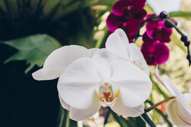 Biała orchidea Roślina księżycowego phalaenopsis z białymi płatkami storczyka księżycowego phalaenopsis