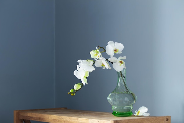 Biała orchidea w rocznika szklanej wazie na drewnianej półce na ścianie tła
