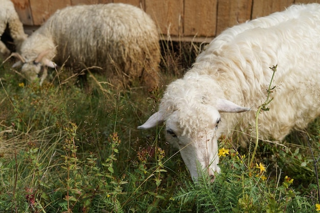 Biała Owca Pasie Się Na Zielonej Trawie W Pobliżu Gospodarstwa Koncepcja Czystych Produktów Pochodzenia Zwierzęcego Produkcja Sera Owczego Obraz Poziomy