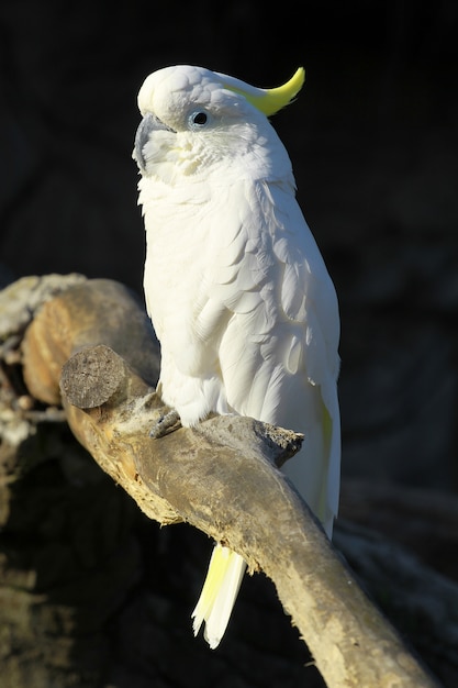 biała papuga w zoo