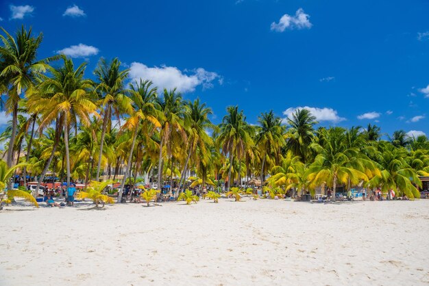 Biała piaszczysta plaża z palmami kokosowymi Wyspa Isla Mujeres Morze Karaibskie Cancun Jukatan Meksyk