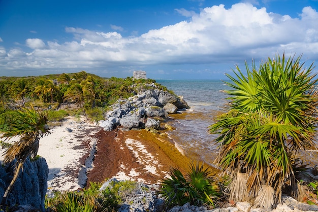 Biała piaszczysta plaża ze skałami i wodorostami Ruiny Majów w Tulum Riviera Maya Jukatan Morze Karaibskie Meksyk