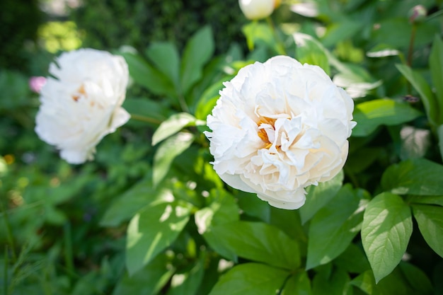 Biała piwonia w naturalnych warunkach Obróbka artystyczna Lato w tle Wzór kwiatowy