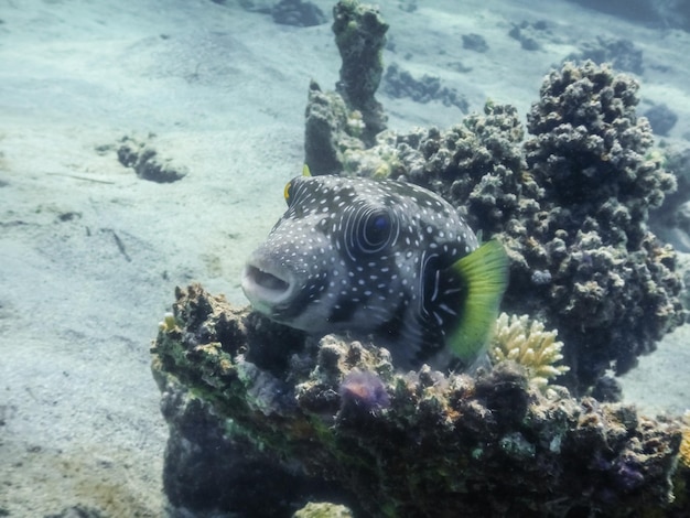 Biała plamistość rozdymka leżąca na koralowcach podczas nurkowania