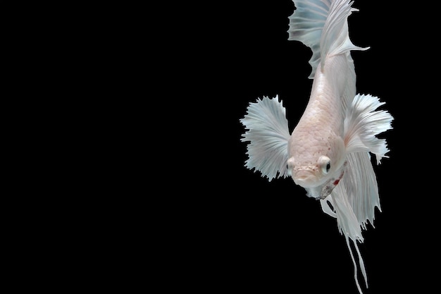 Zdjęcie biała platynowa ryba dumbo ucha betta