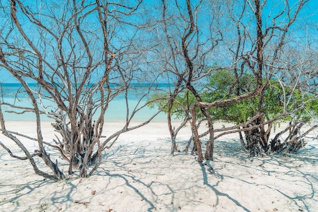 Zdjęcie biała plaża na tropikalnej wyspie