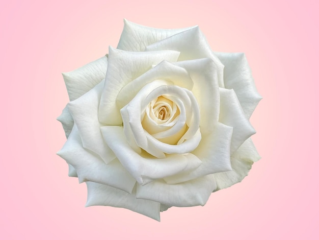Biała róża izolowana na jasnoróżowym tle dla twojego pomysłu na walentynki, która jest białą różą tajskich gatunków z wieloma nakładającymi się warstwami płatków