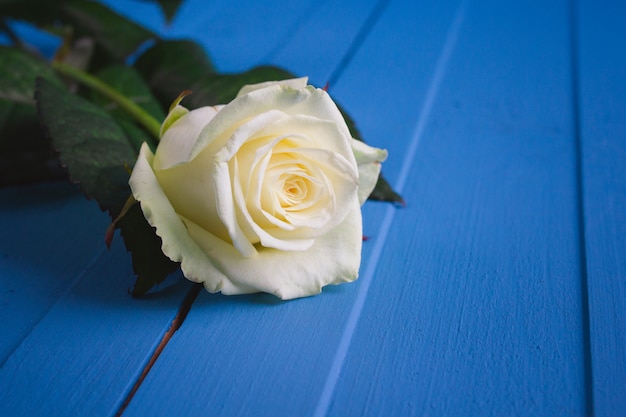 Biała Róża na niebieskim
