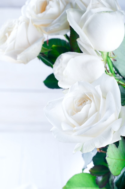 Biała róża na tle