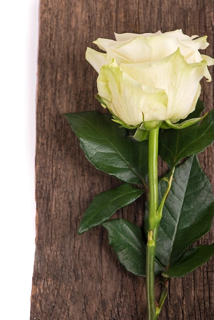 Zdjęcie biała róża urocza pokryta kroplami rossa na drewnianym brązowym tle