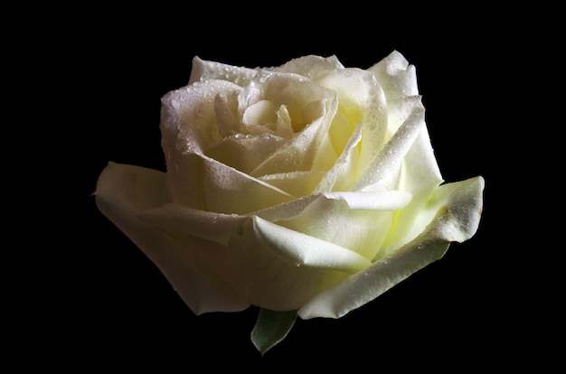 Biała róża z czarnym tłem i czarnym tłem.