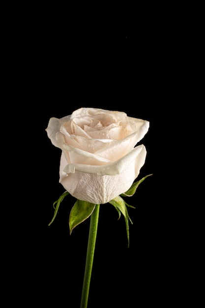 Biała Róża z kroplami wody